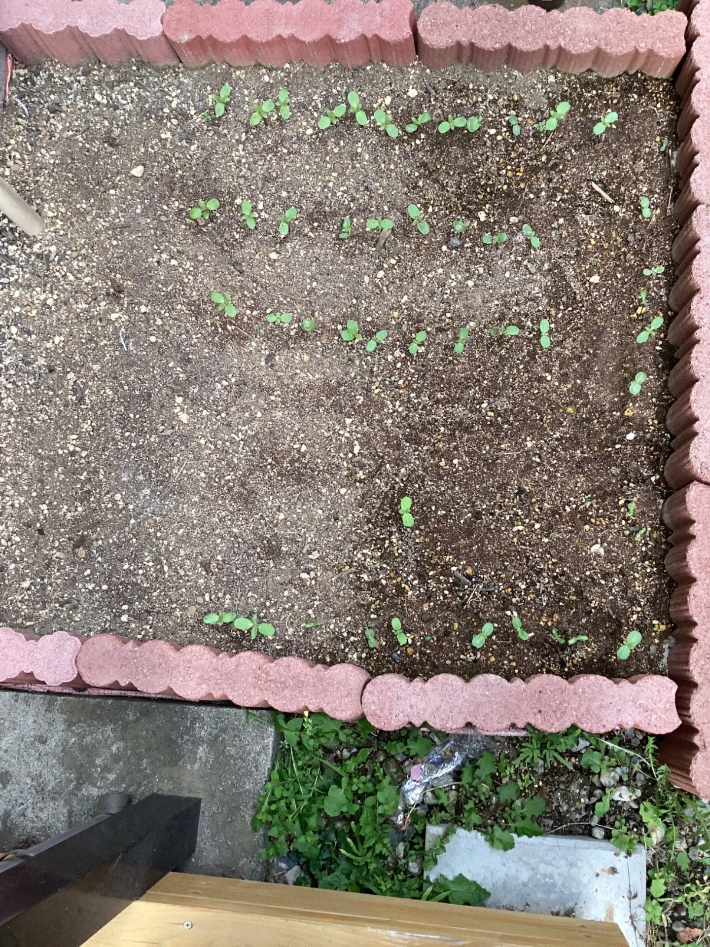 何の花が咲くのかな😃