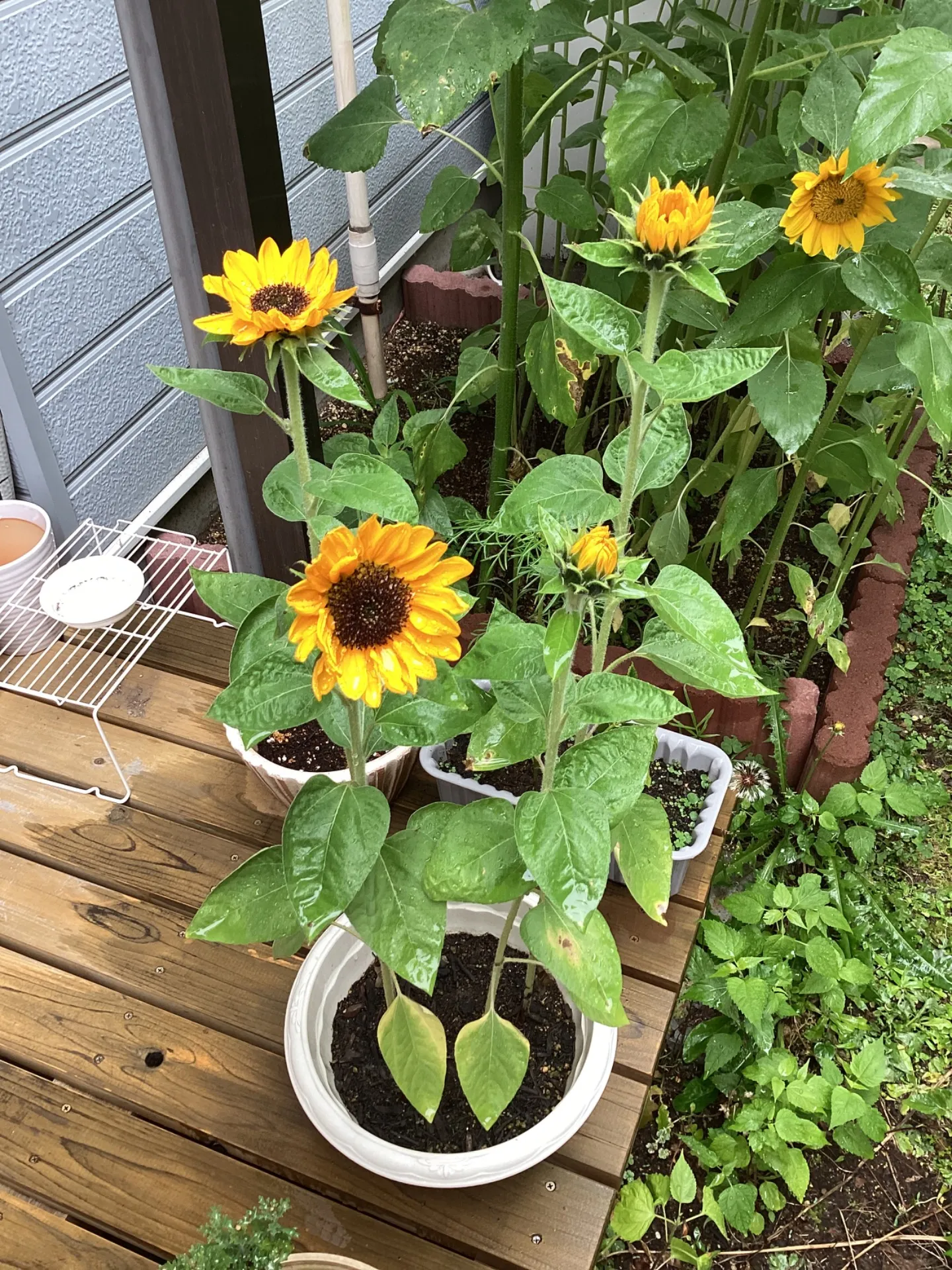 正解はヒマワリでした！